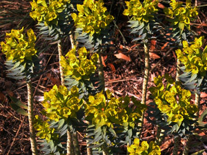 Vivers Càrex - Euphorbia rigida 